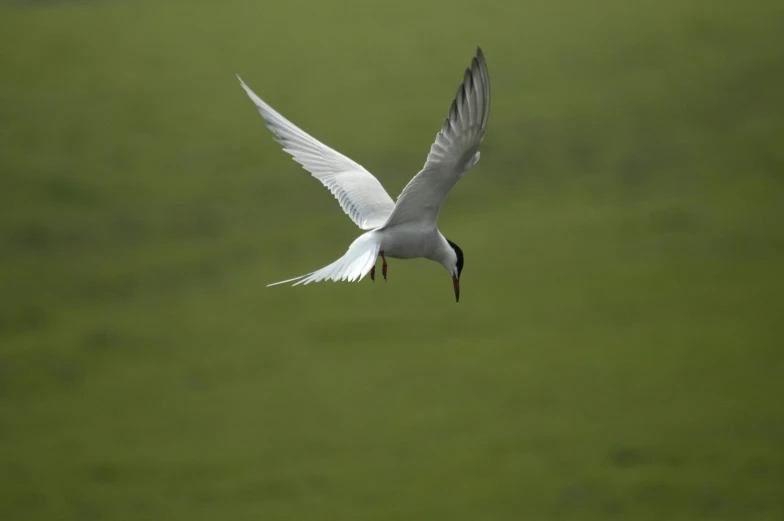 a white bird flying across an open green field