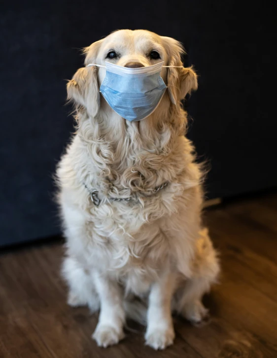 a dog wearing a face mask sitting on a hard wood floor