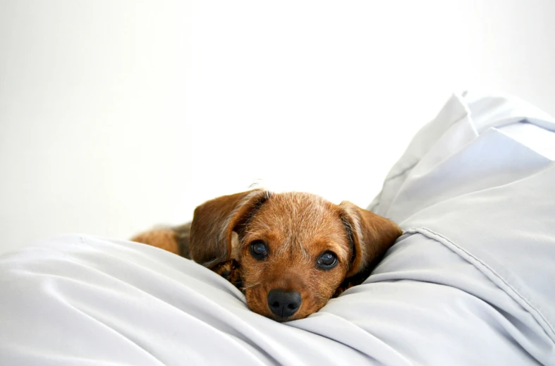 a brown dog sticking its head out of a white blanket