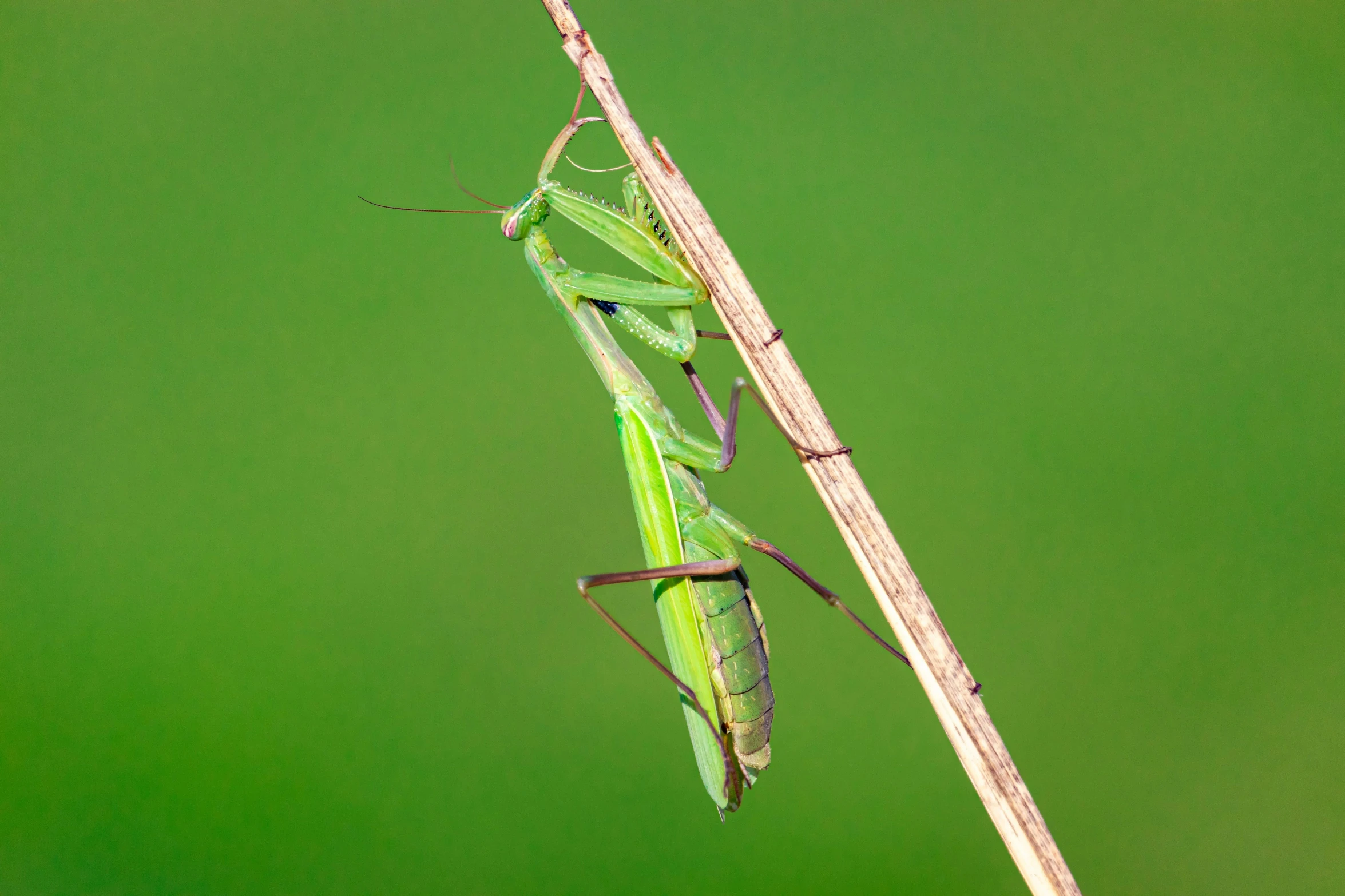 a green insect sitting on a tree nch