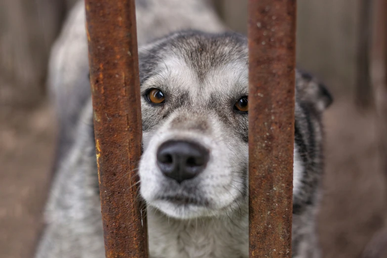 a large gray dog with eyes open behind bars