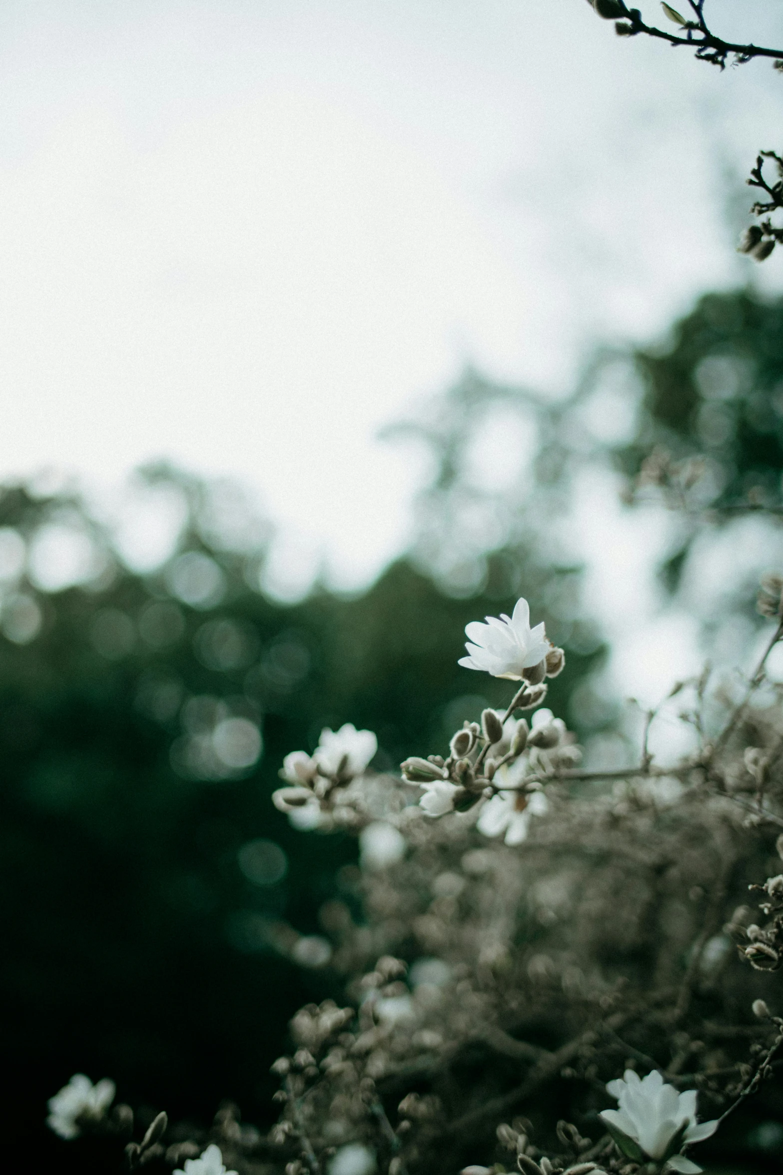 a black and white po of a flower and trees