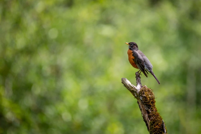 a red and grey bird sits on top of a nch