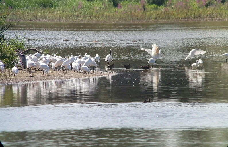 several white birds sitting and walking around the water