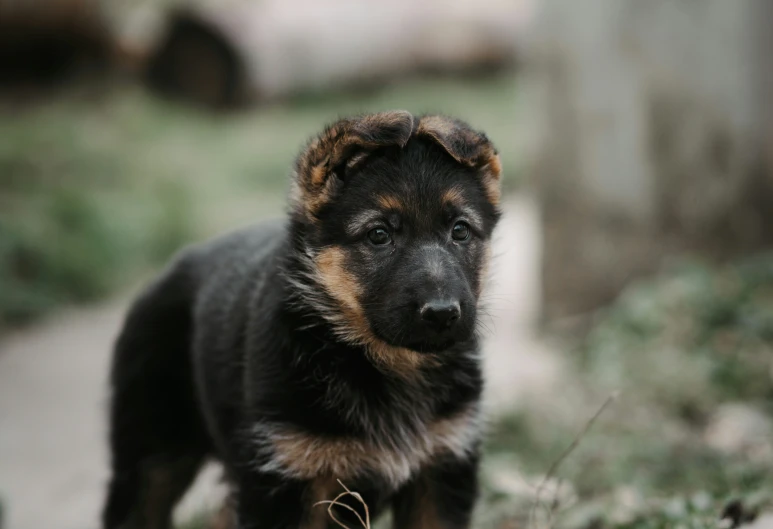 a little brown and black puppy walking on a sidewalk