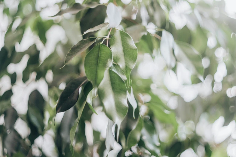 an old pograph of the foliage of some trees