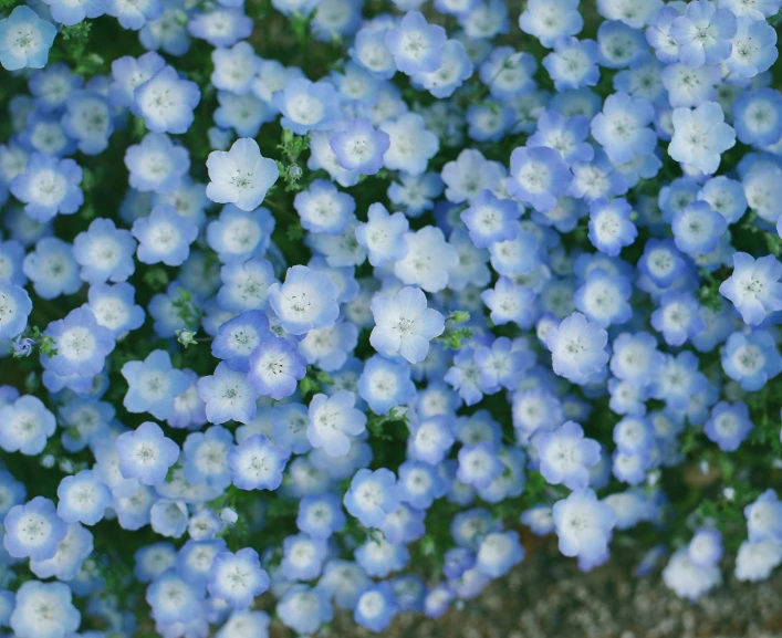 small blue flowers with white centers on grass