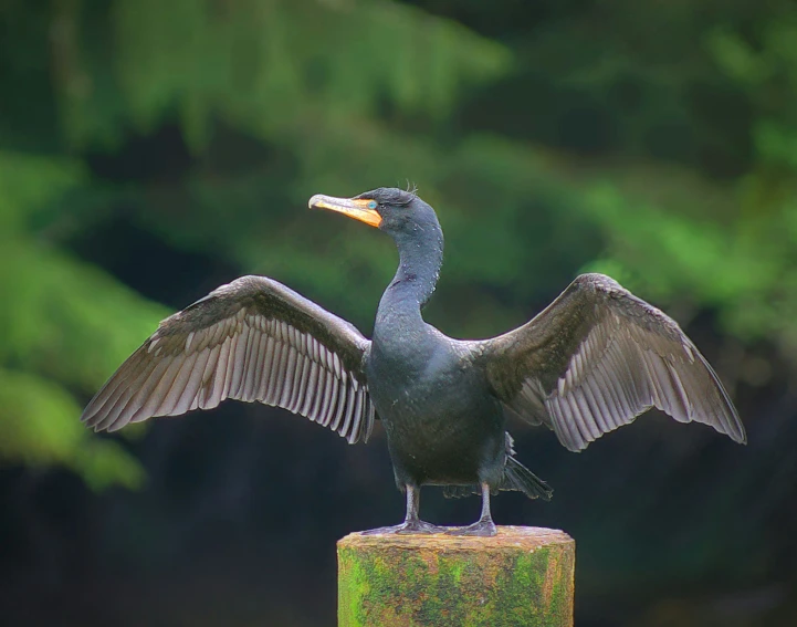 a bird with its wings spread standing on top of a pole