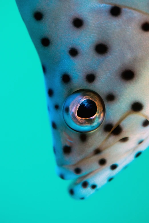 a close up of the eyes and tail of a stingfish