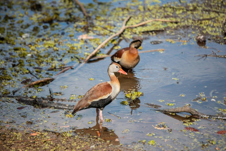 three ducks are standing in the shallow water