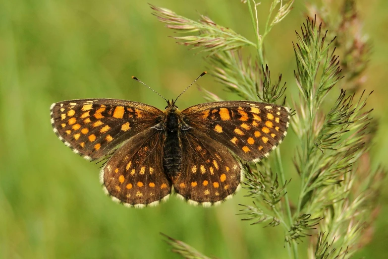 a brown erfly that is sitting on a plant