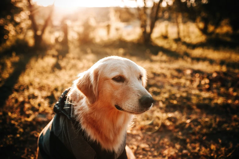 a dog wearing a leather jacket in the sun