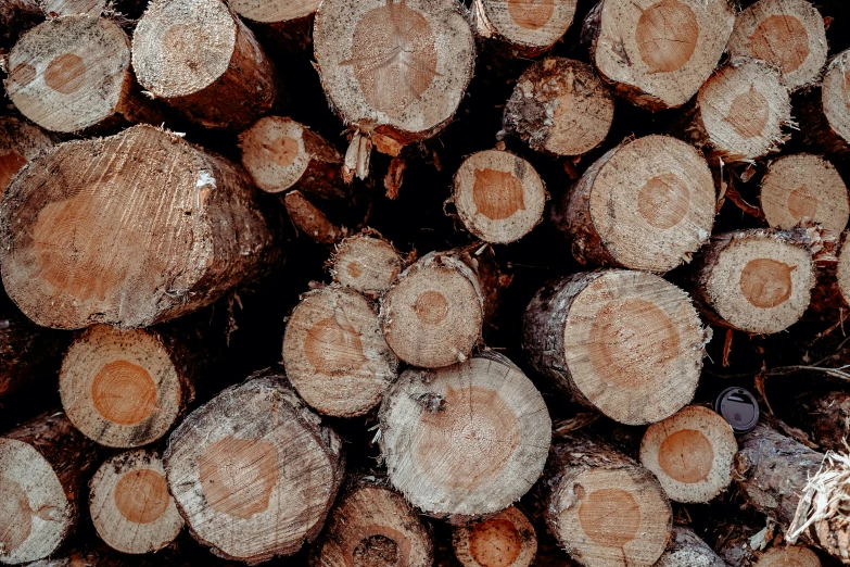 the stumps of cut down trees are close up