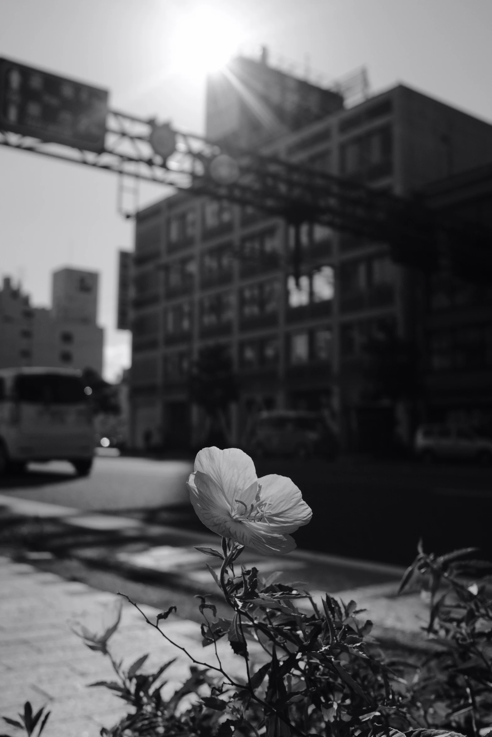 some flowers are growing near some buildings and street