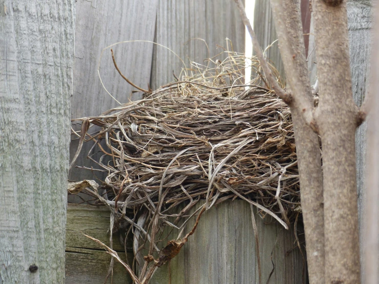 the bird is nesting on the fence beside it