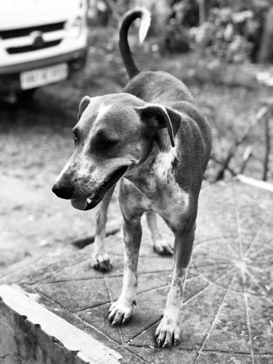 a dog is standing in the street