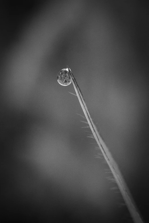 a water drop hanging from the end of a long, slender blade