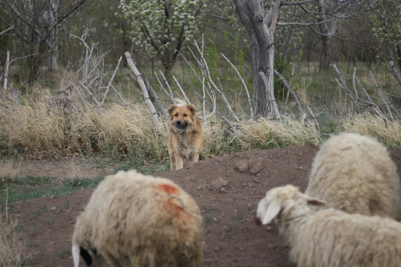 a brown dog stands next to a group of sheep