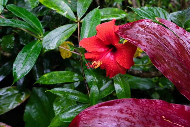 a red flower surrounded by leaves and flowers