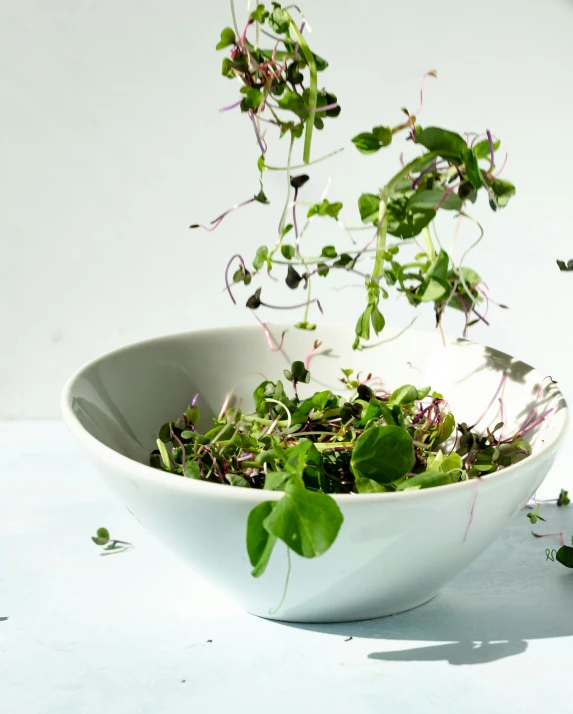 a bowl filled with greens and watercret sprouts