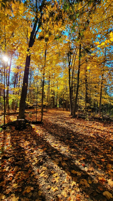 the sun shines on autumn leaves covering a path in an empty wooded area