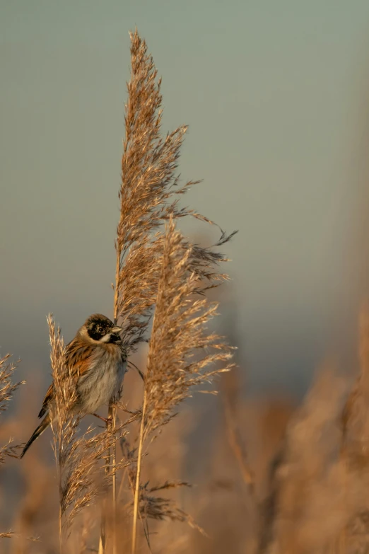 bird sitting on top of dry grasses in the evening