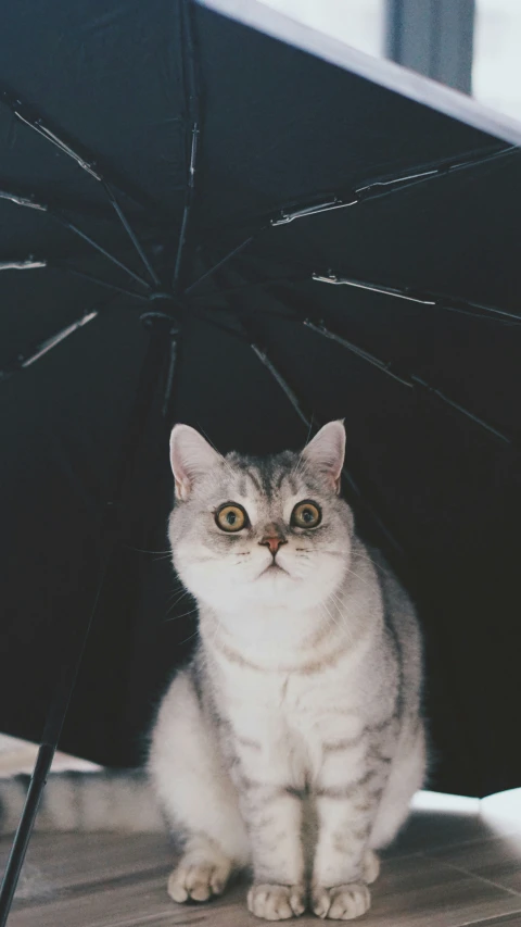 a cat sits under a black umbrella