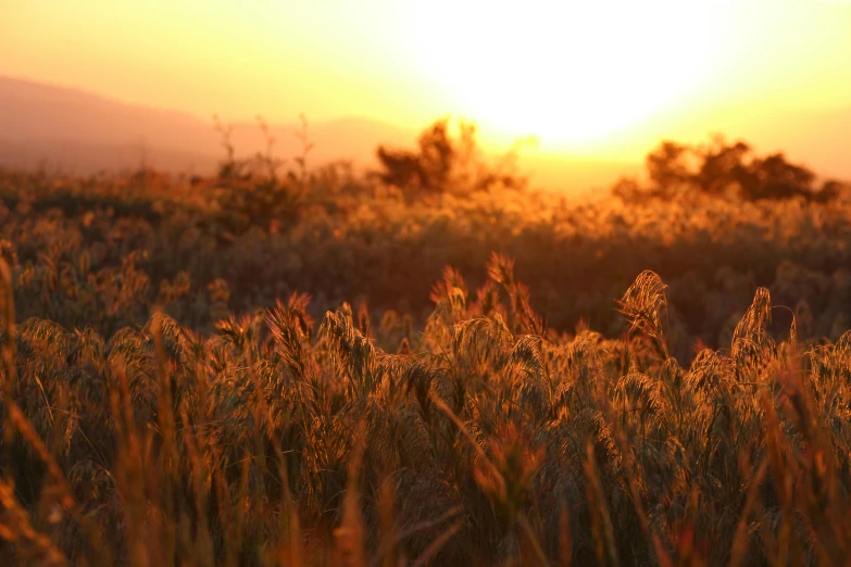 a yellow sunrise over a field filled with tall grass