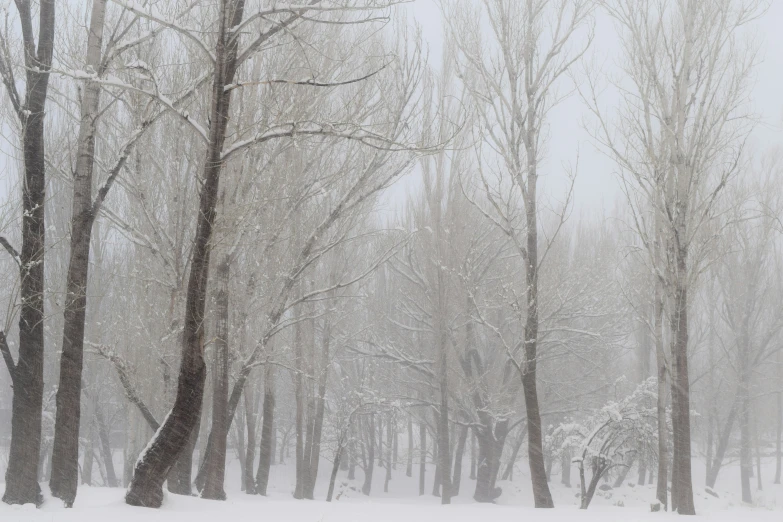 a snowy tree - lined park with a bench covered in snow