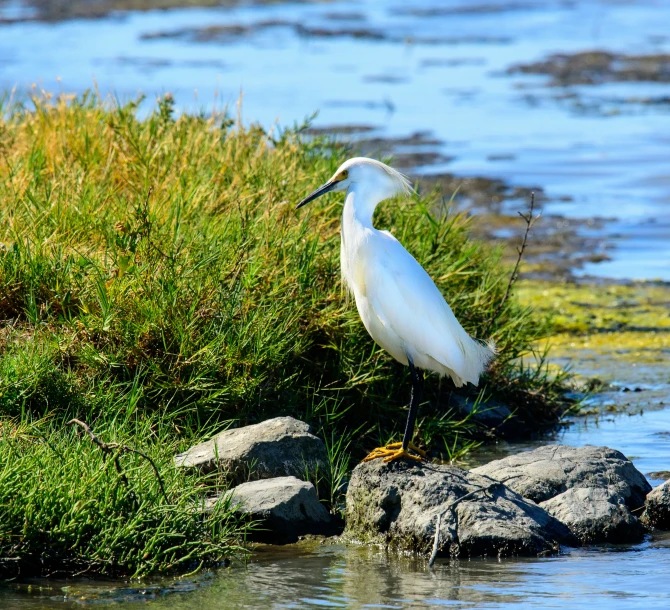a white egret is standing on a rock in the water