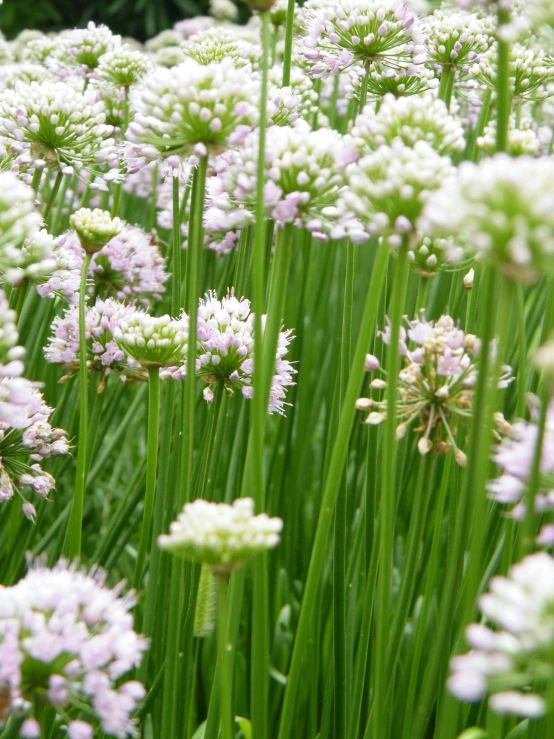 a picture of a garden with white and pink flowers