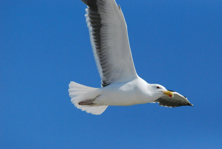 a white bird flying through a blue sky