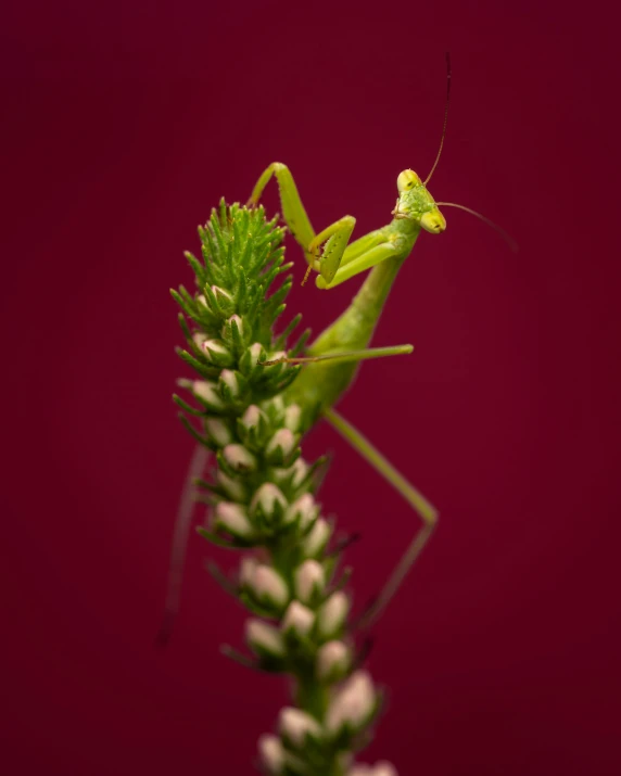 a grasshopper sitting on top of a flower stem