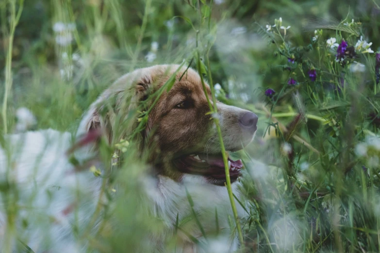 a dog in tall grass next to a blue flower