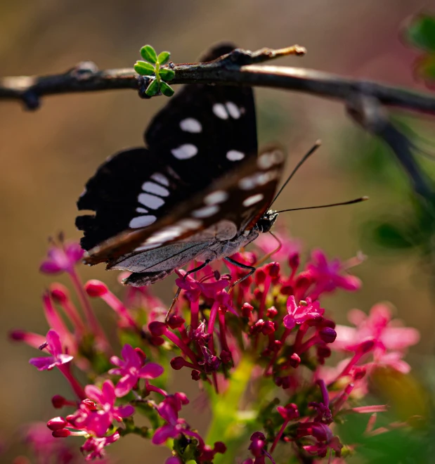 two erflies sitting on a flower budded nch