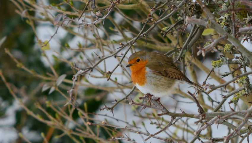 a bird is sitting in the nches of a tree