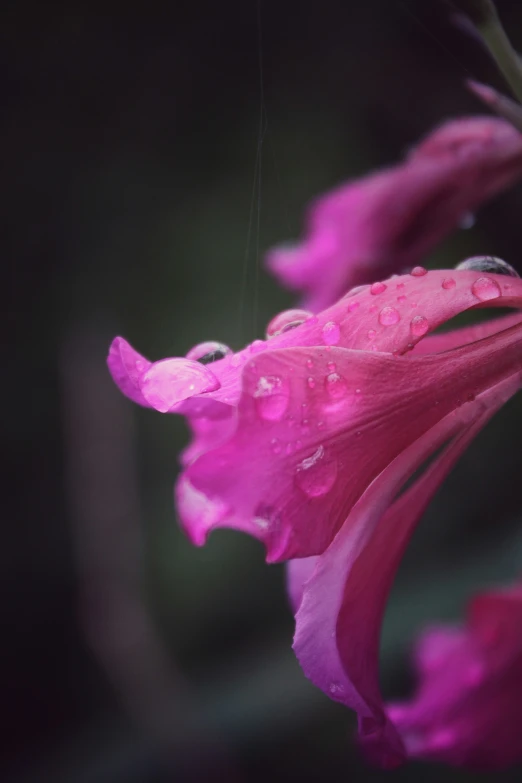 a red flower with rain drops on it