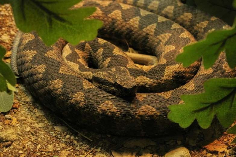 a large brown snake resting in the shade