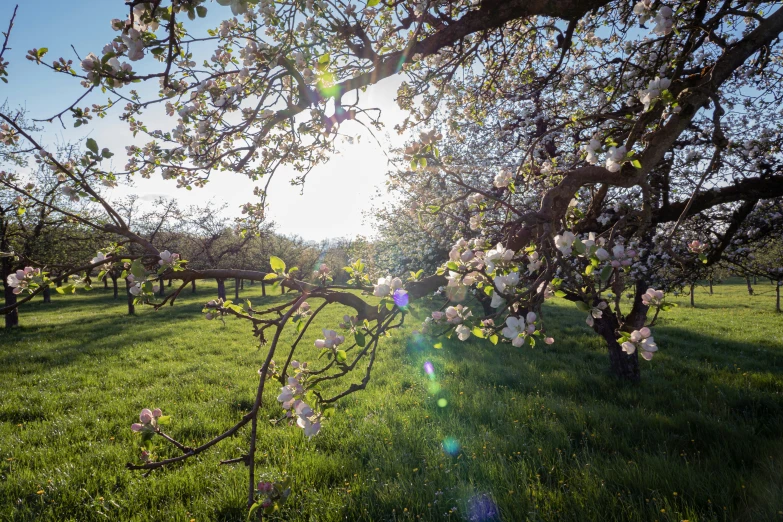 the sun shines brightly on a grassy field of apple blossoms