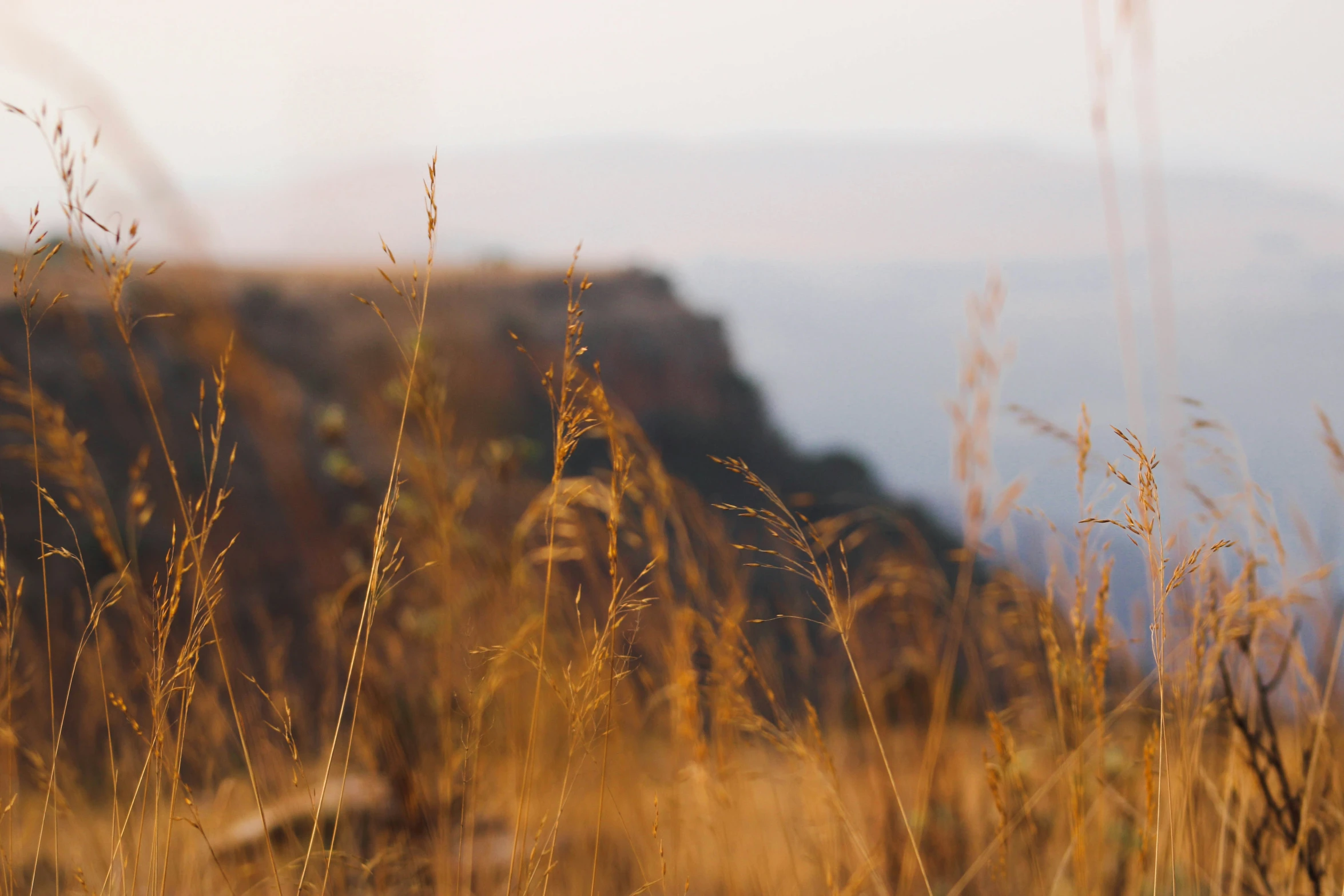 a field with tall grass is shown at the base of a mountain