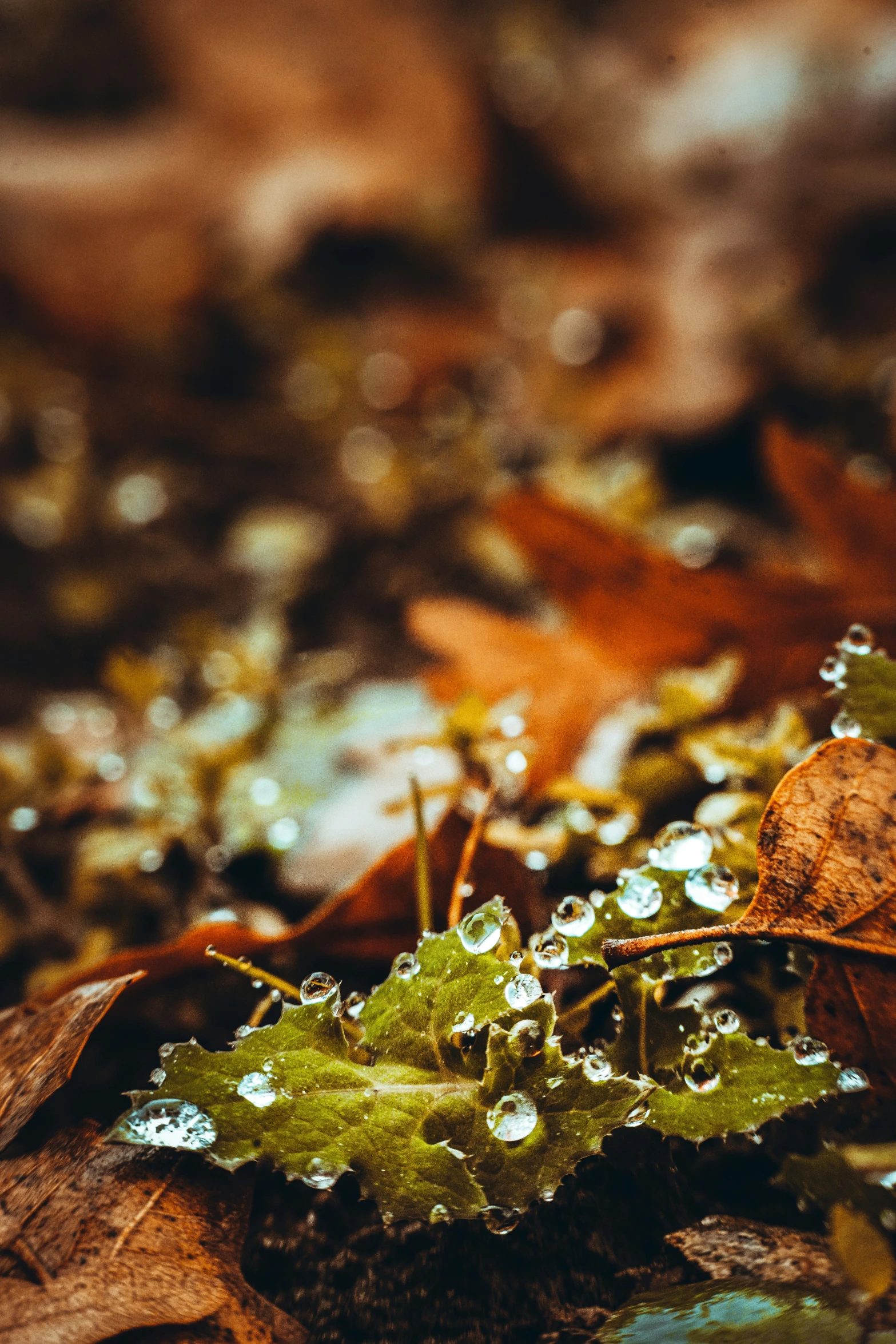 the green leaves is floating in the water