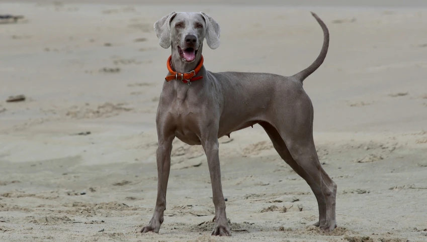grey dog standing in the sand, looking at soing with his mouth open
