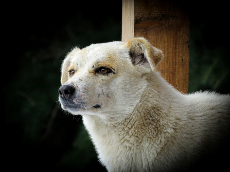a white dog looking off to the side with black background