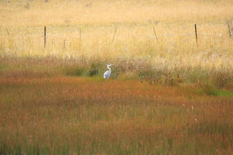 a crane is walking across a field near a fence