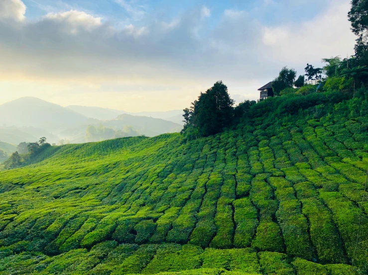 a hillside with a farm house on the top of it