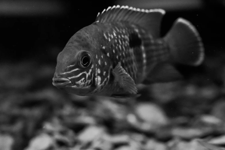 a black and white po of a fish looking ahead