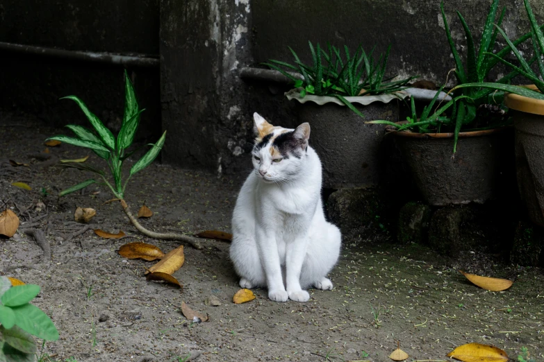 an old, white cat sits in front of some plants