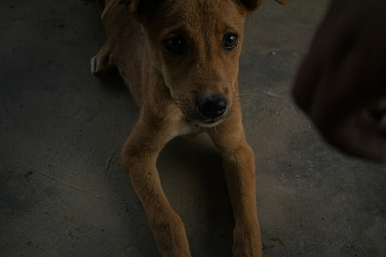 a puppy with one foot on the ground looking at someone