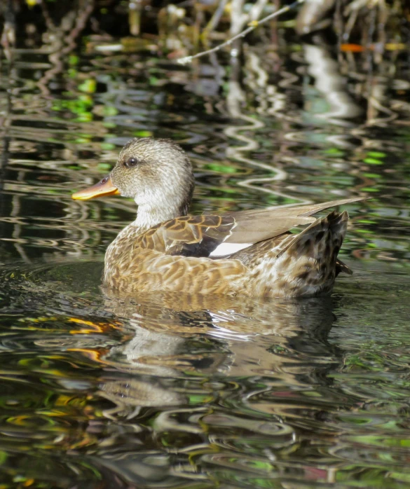 a duck swims in water near shore