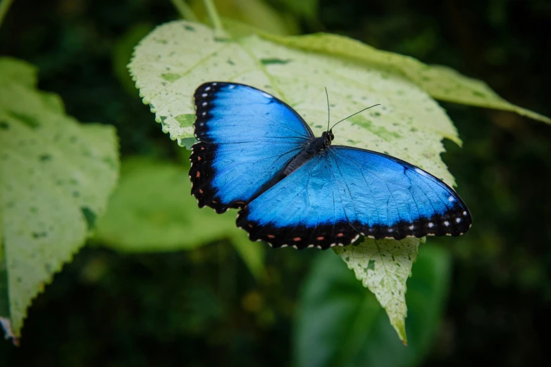 two erflies sitting on green leaves in the woods